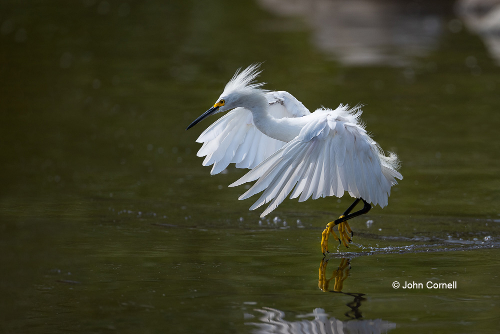 Egret;Egretta thula;One;Snowy Egret;avifauna;bird;birds;color image;color photograph;feather;feathered;feathers;foraging;hunting;natural;nature;outdoor;outdoors;wild;wilderness;wildlife
